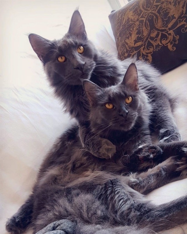 Немного милоты
