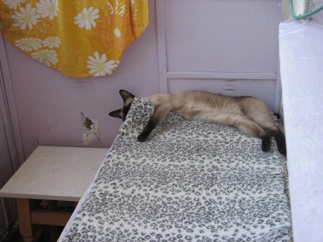 Котовторник, для любителей кошек