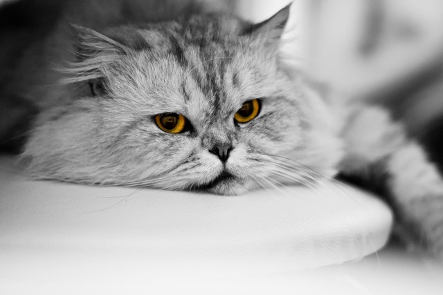 Котовторник! 08.11.11
