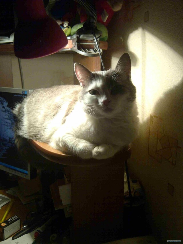 Ну и где ваш котовторник?