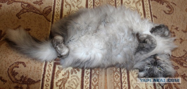 Странная кошачья логика, которую человеку никогда не постичь