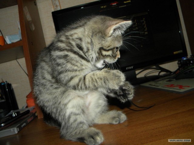 Котовторник (31.01.2012)
