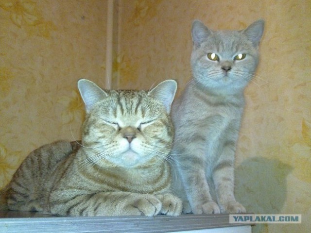 Котовторник 20.03.2012