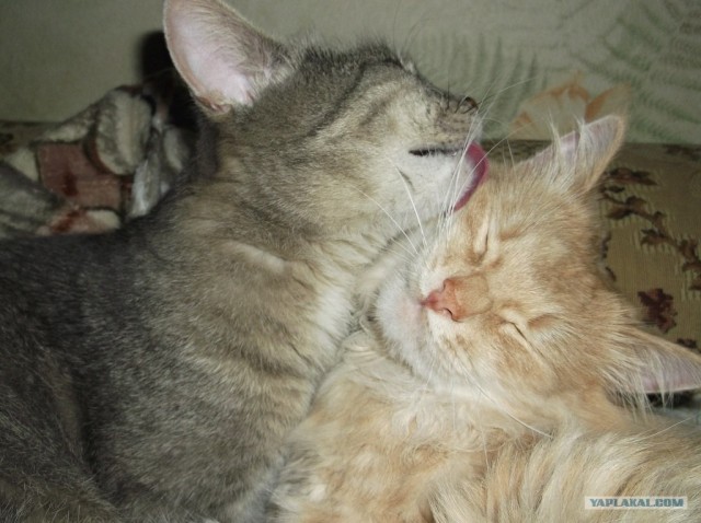 Котовторник  12. 06. 2012