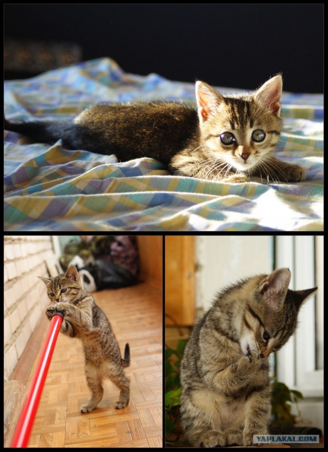 Котовторник на 26.06.12