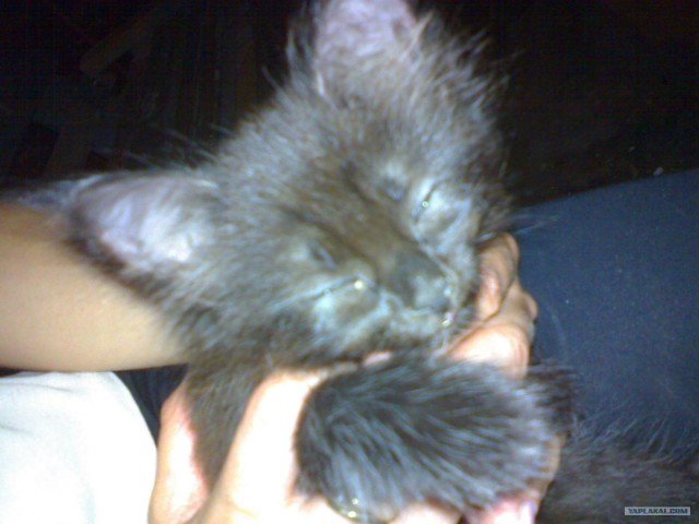 Котовторник 10. 07. 2012