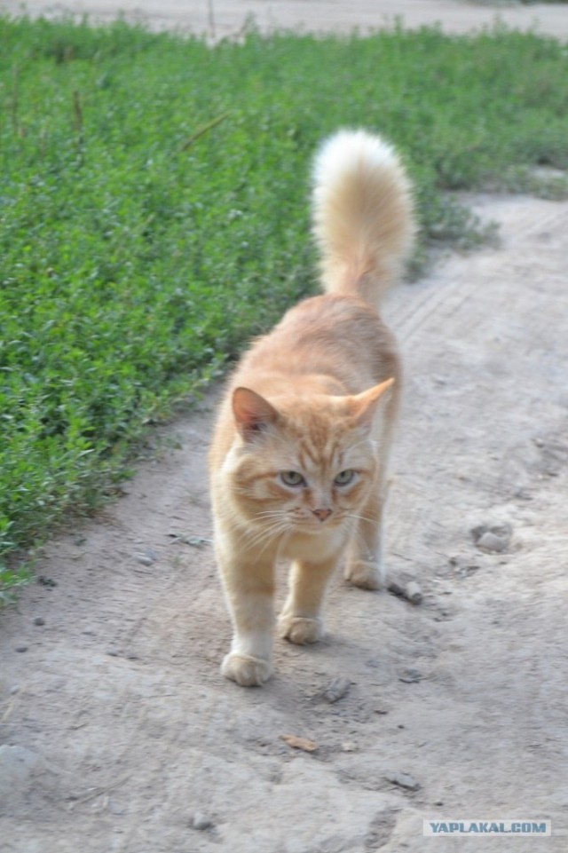 Котовторник 07.08.2012