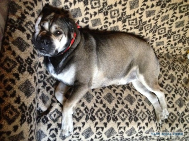 Собакочетверг