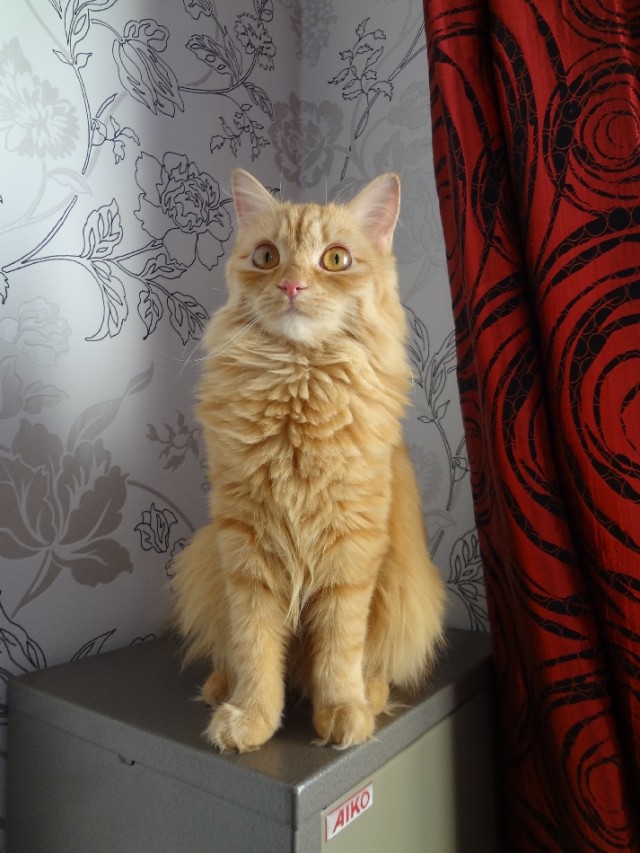 Котовторник 12.02.13