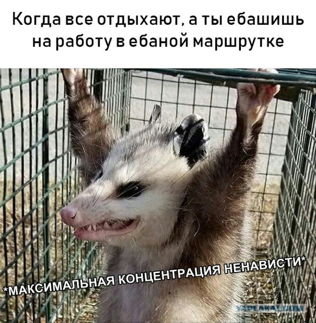 Вот это я понимаю - доброе утро!