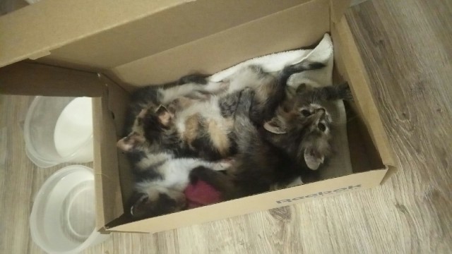 Забавные фото котеек