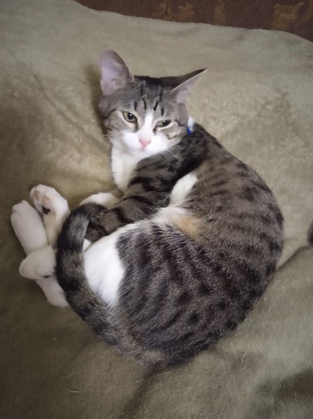 Забавные фото котеек