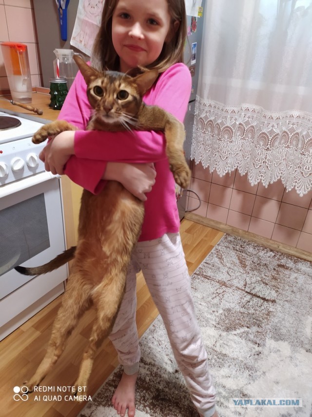 Котопост