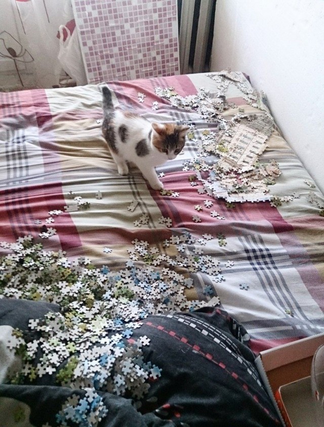 Коты из сети