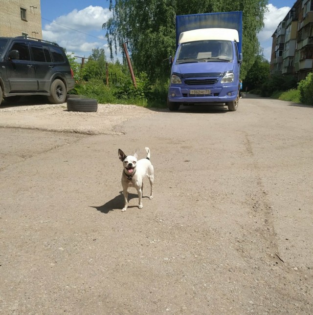 Эти забавные животные