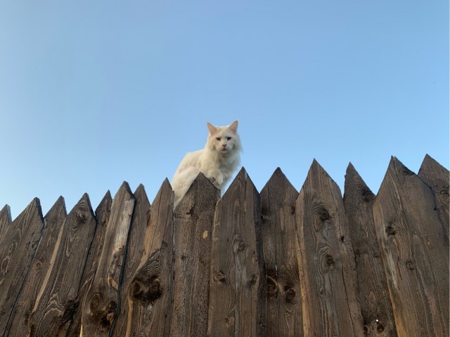 Житие одного кота. В фотографиях. Вторник же...