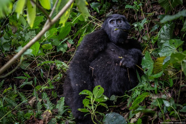 Уганда: самая настоящая Африка с гориллами и носорогами!