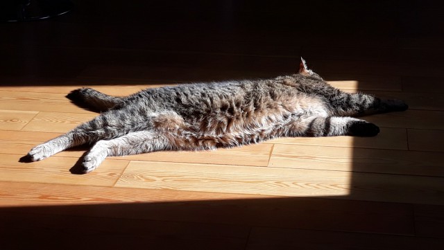 Котовторник же!