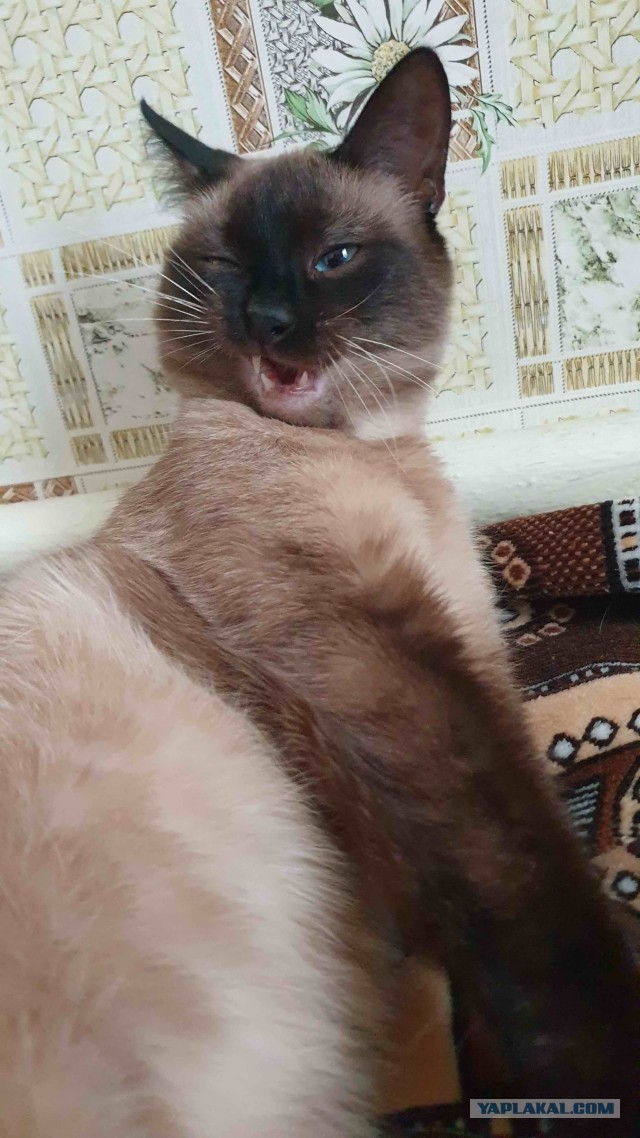С котовторником!