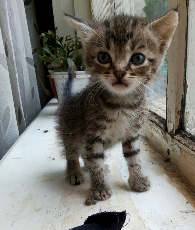 Хоба! Котовторник!