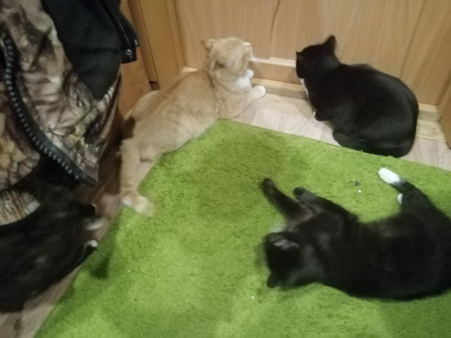 Котовторник. Поговорим о кличках, друзья