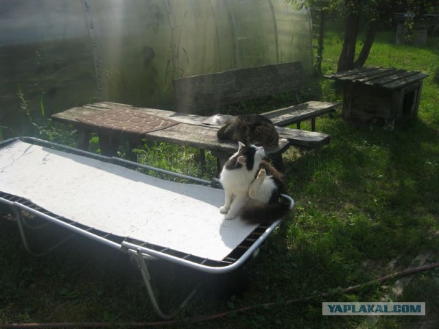 Жизнь домашнего приюта для котеек 353