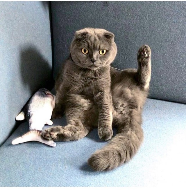 Разные котики