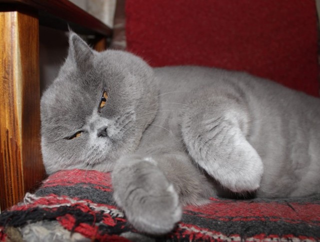 Ушла на радугу.