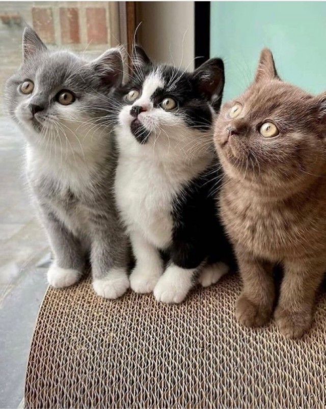 Котовторник 28.09.21