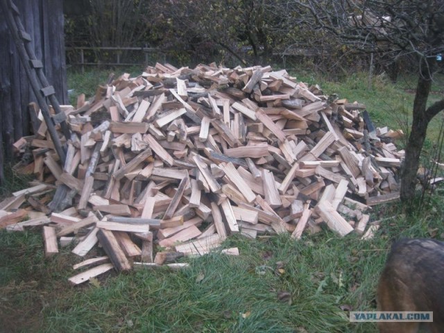 Жизнь домашнего приюта для котеек 368