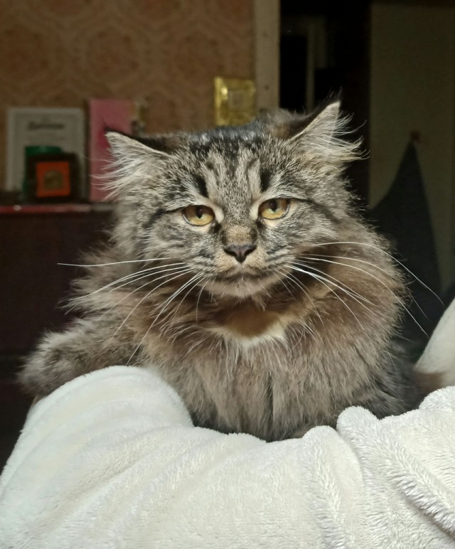 Кот Мейн-кун: царь домашних кошек!