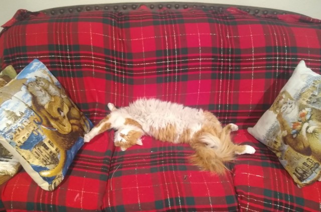 Американские коты - 6