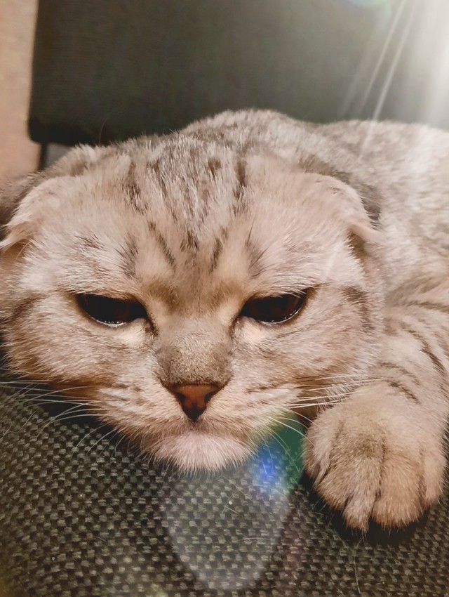 Господа и дамы ЯПа! Котовторник у нас начался! Отойдите от политоты и давайте котиков побольше!