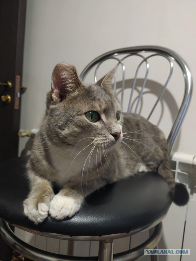 Котики в беде