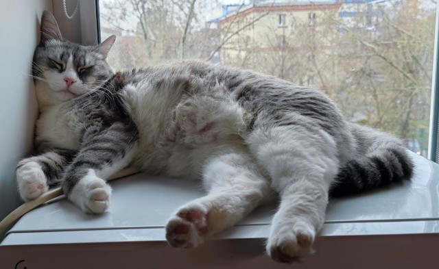 Котомафия
