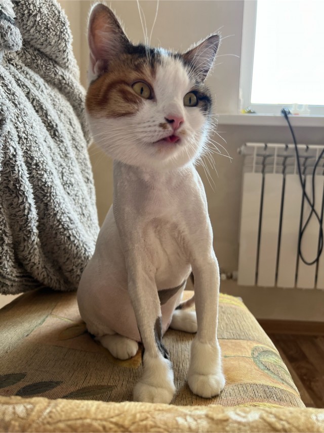 Спасение кота