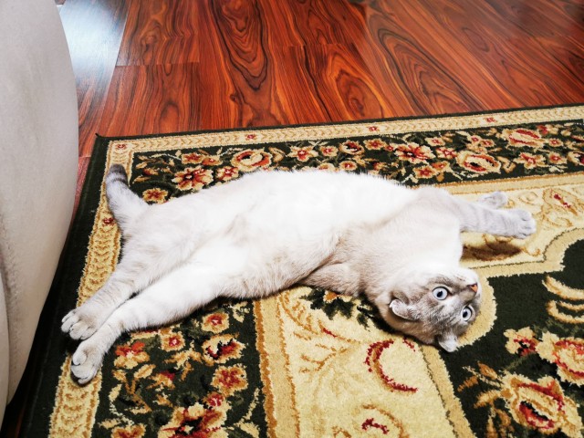 Котоюмор на ЯП. Веселые кото-картинки!