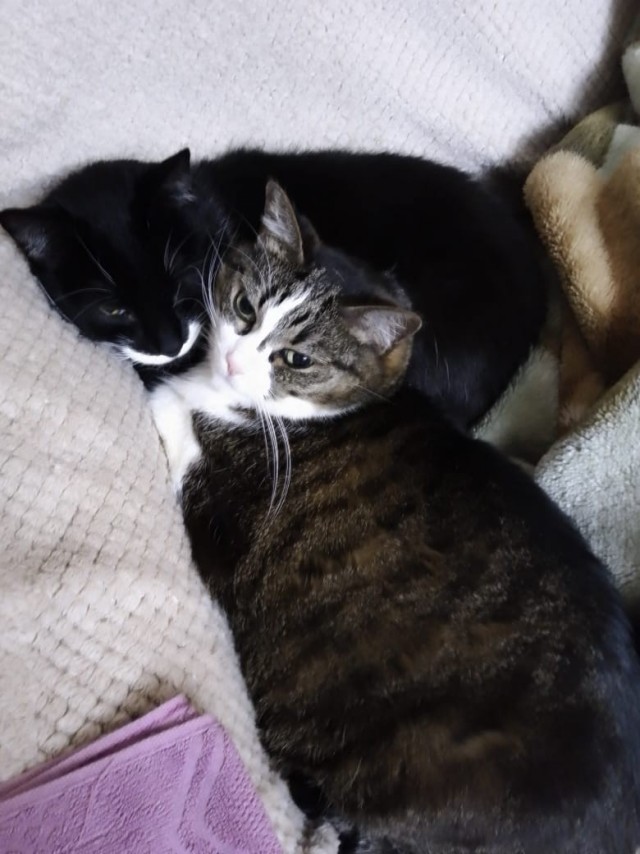Котодракула