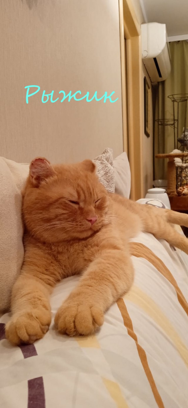 Жизнь домашнего приюта "Котоленд" 374