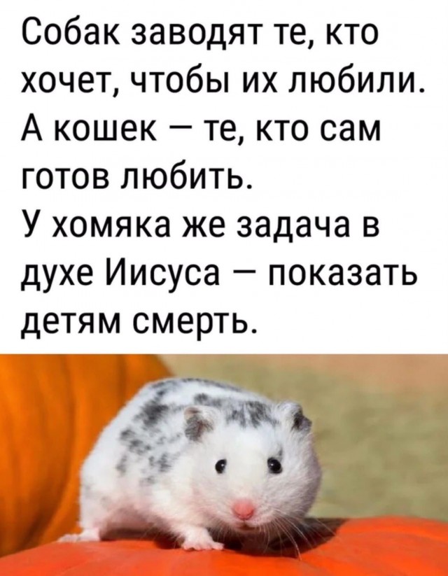 А много ли на ЯПе любителей грызунов?