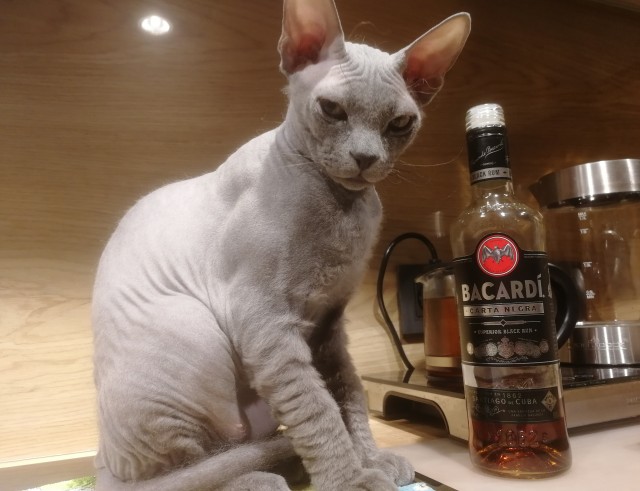 Дюжина фото, подтверждающих, что коты из потустороннего мира