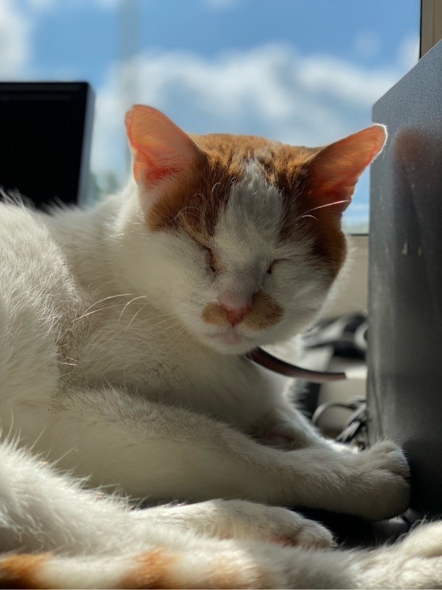 Котовторник! 16+ Коллеги-рабы, отмечаемся, у кого хозяину много лет!