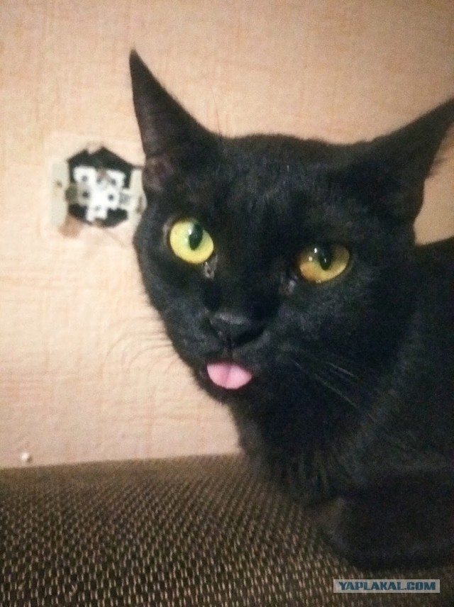 Всех с котовторником