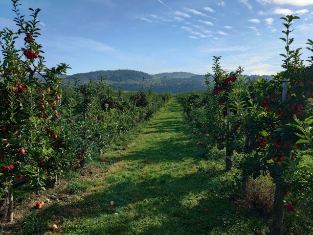 Яблоки. В ФРГ