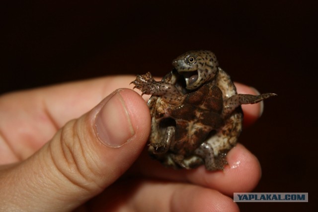 Чувааак. хеей