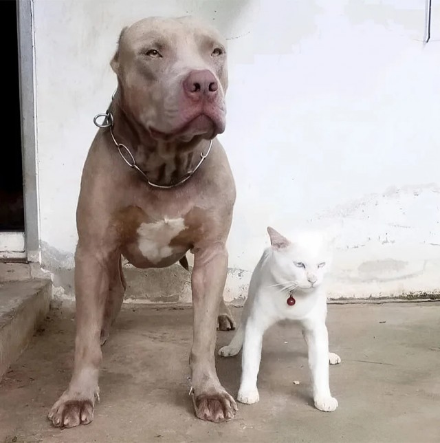 Собака по имени Лёля