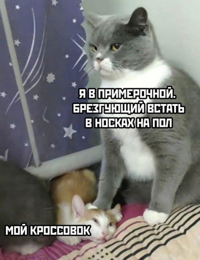 Веселые картинки в понедельник (20.01)