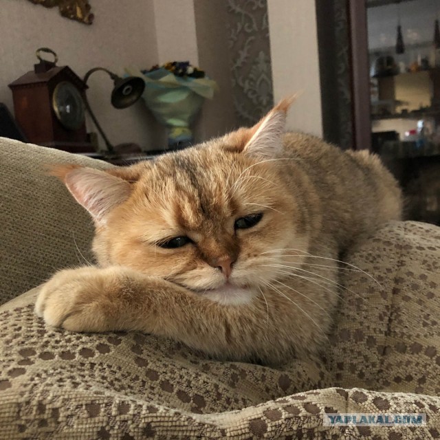 Ну а что? Мне понравилось...