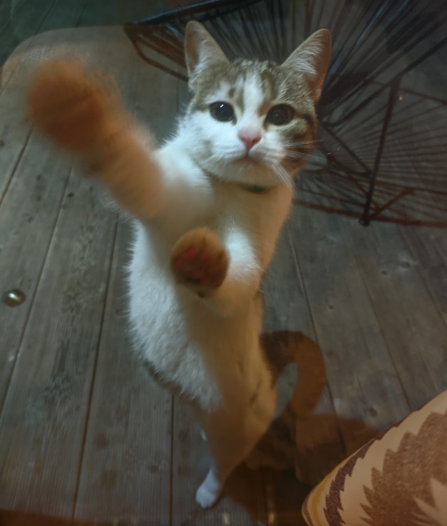12 самых смешных котов в истории комического конкурса Comedy Pet Photography Awards