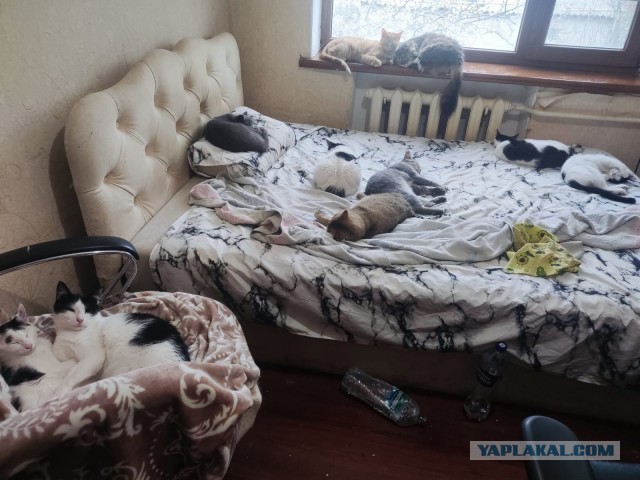 Вопрос кошатникам.